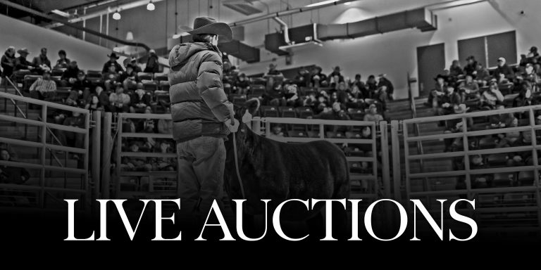 Live Auctions